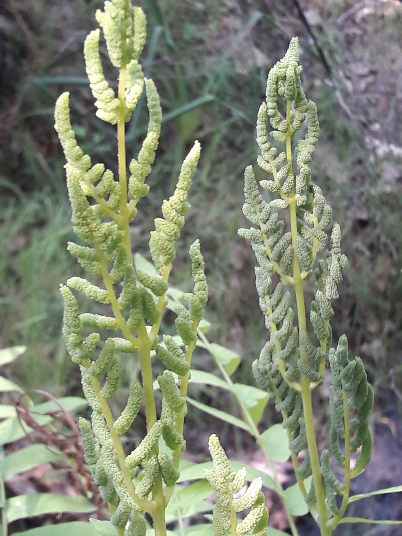 Royal Fern photo 7