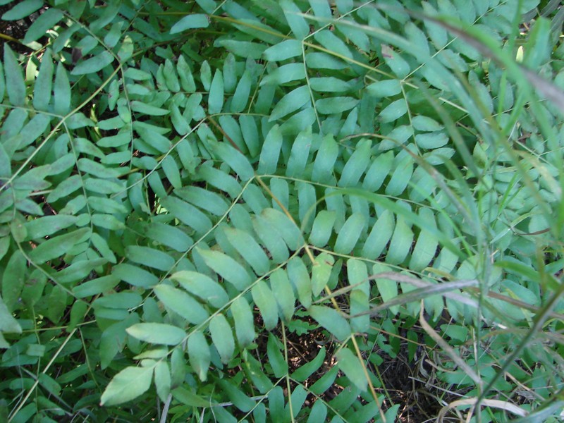 Osmunda spectabilis photo 2