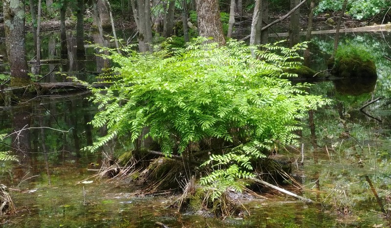 Osmunda spectabilis photo 3