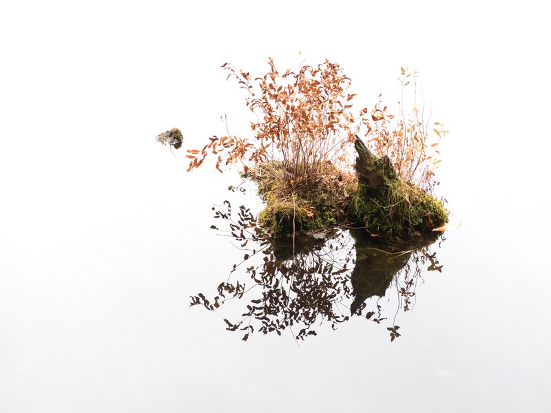 Osmunda spectabilis photo 4