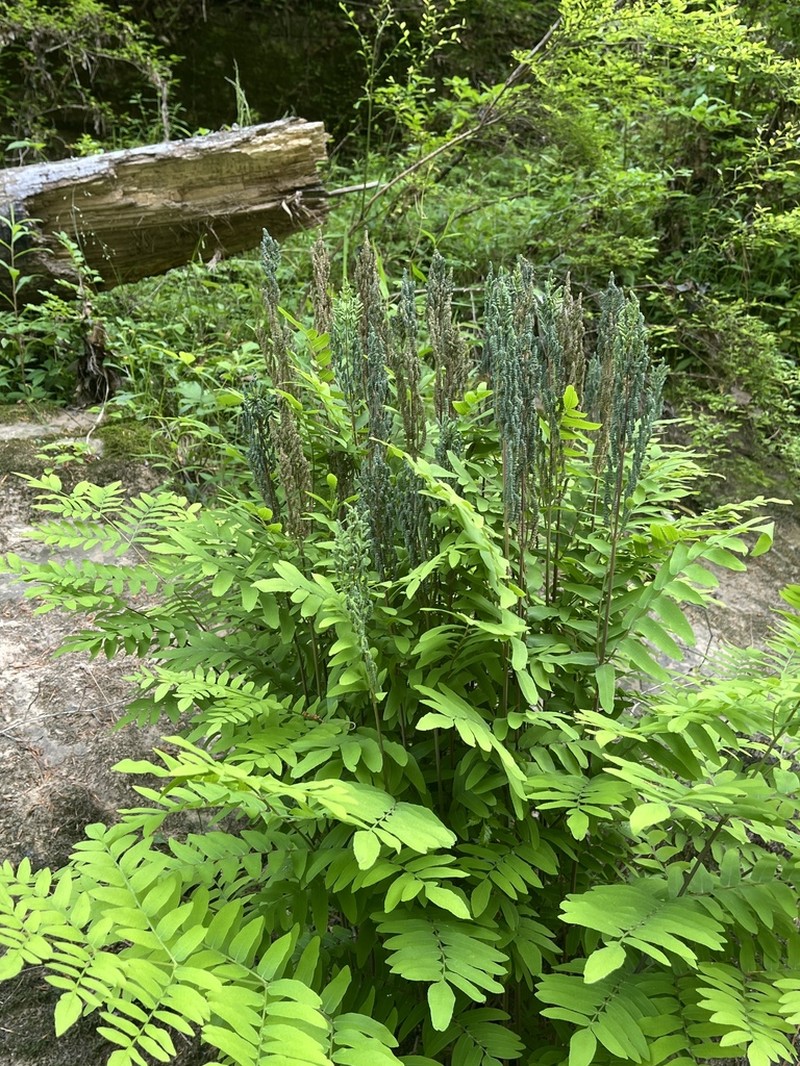Osmunda spectabilis photo 5