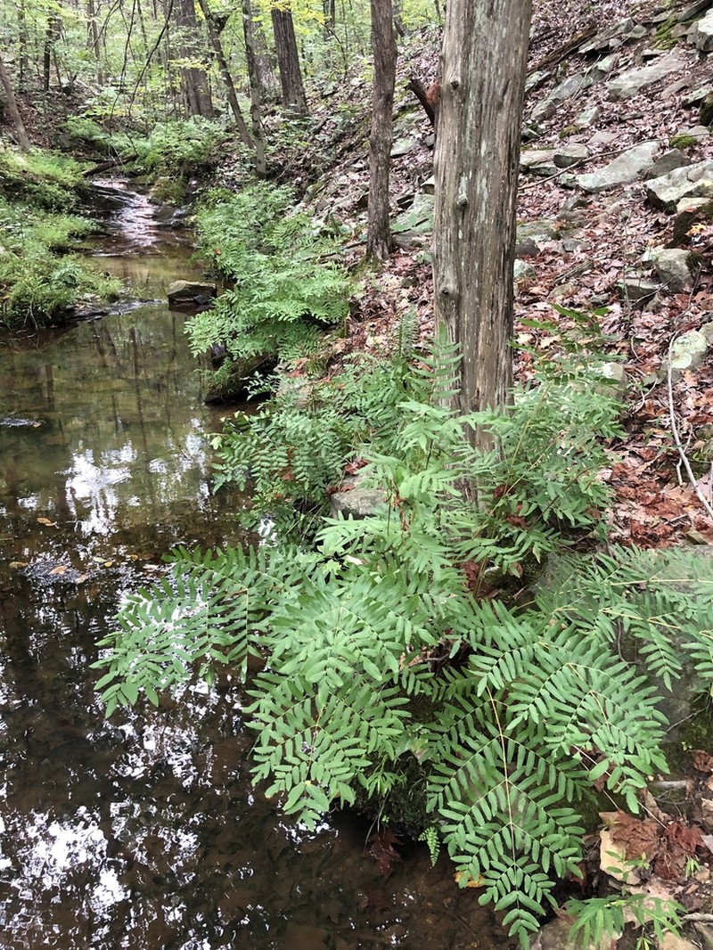 Osmunda spectabilis photo 6