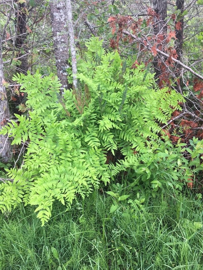 Osmunda spectabilis photo 7