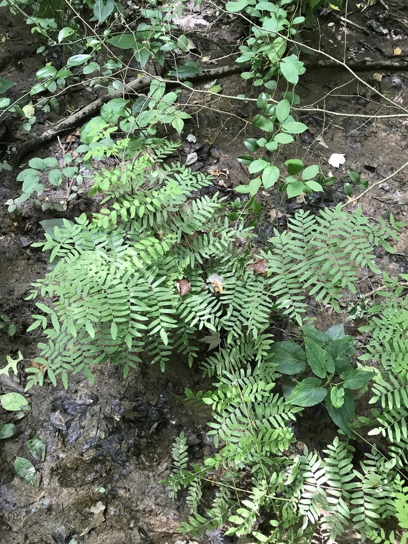 Osmunda spectabilis photo 8