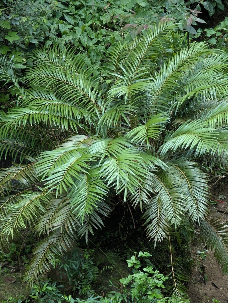 Osmunda vachellii