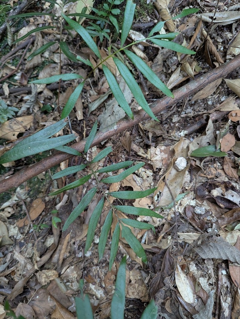 Osmunda vachellii photo 2