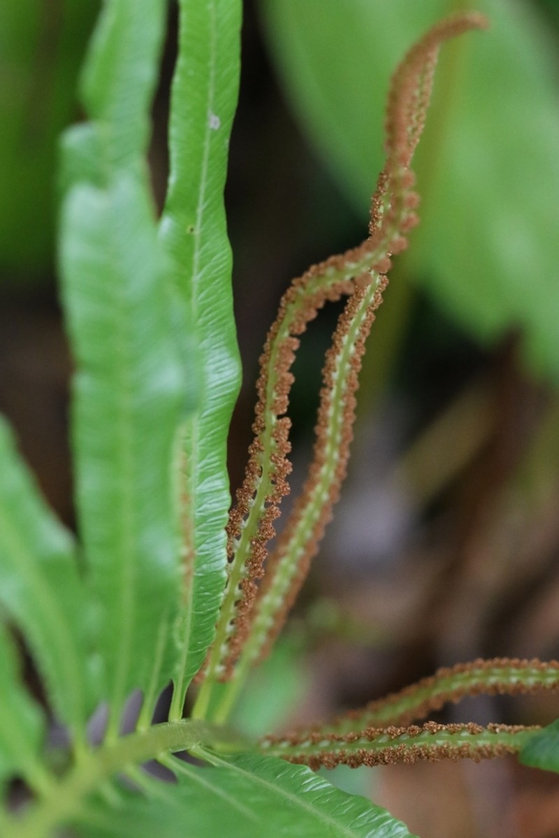 Osmunda vachellii photo 3