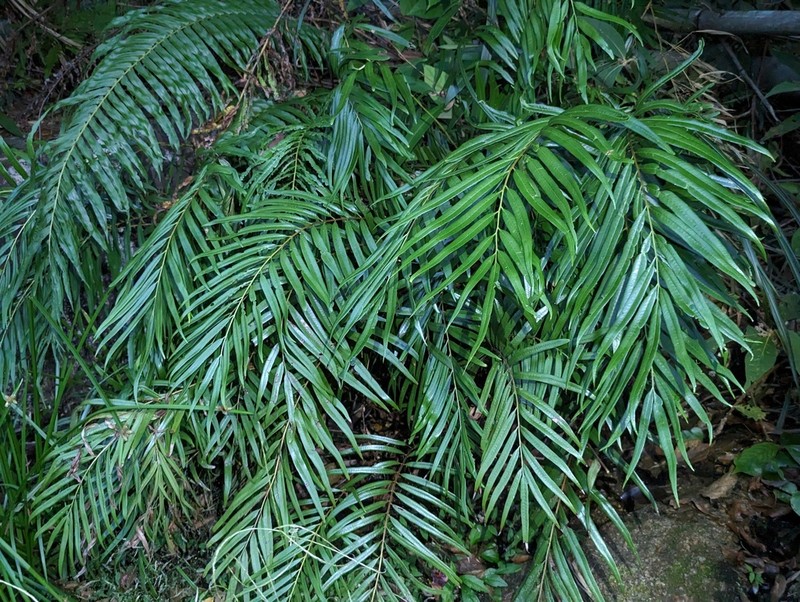 Osmunda vachellii photo 4