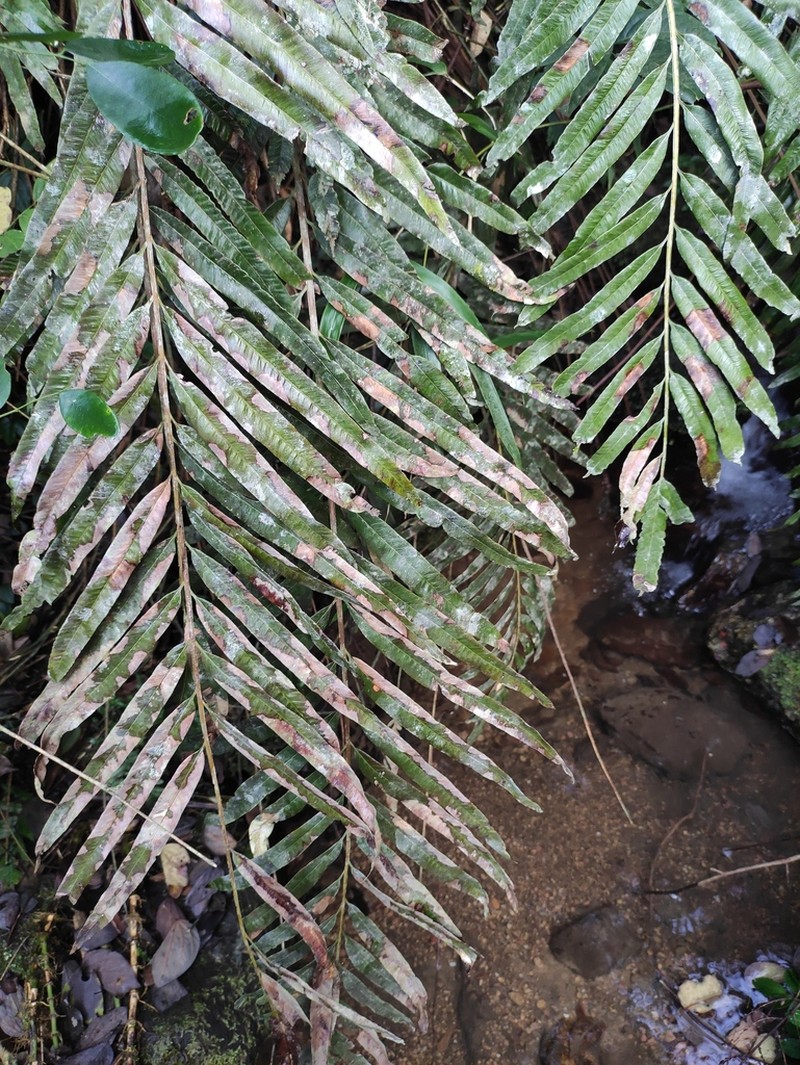 Osmunda vachellii photo 5