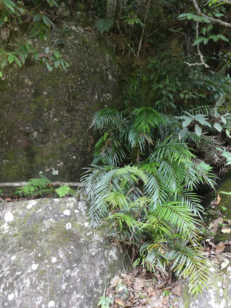 Osmunda vachellii photo 6