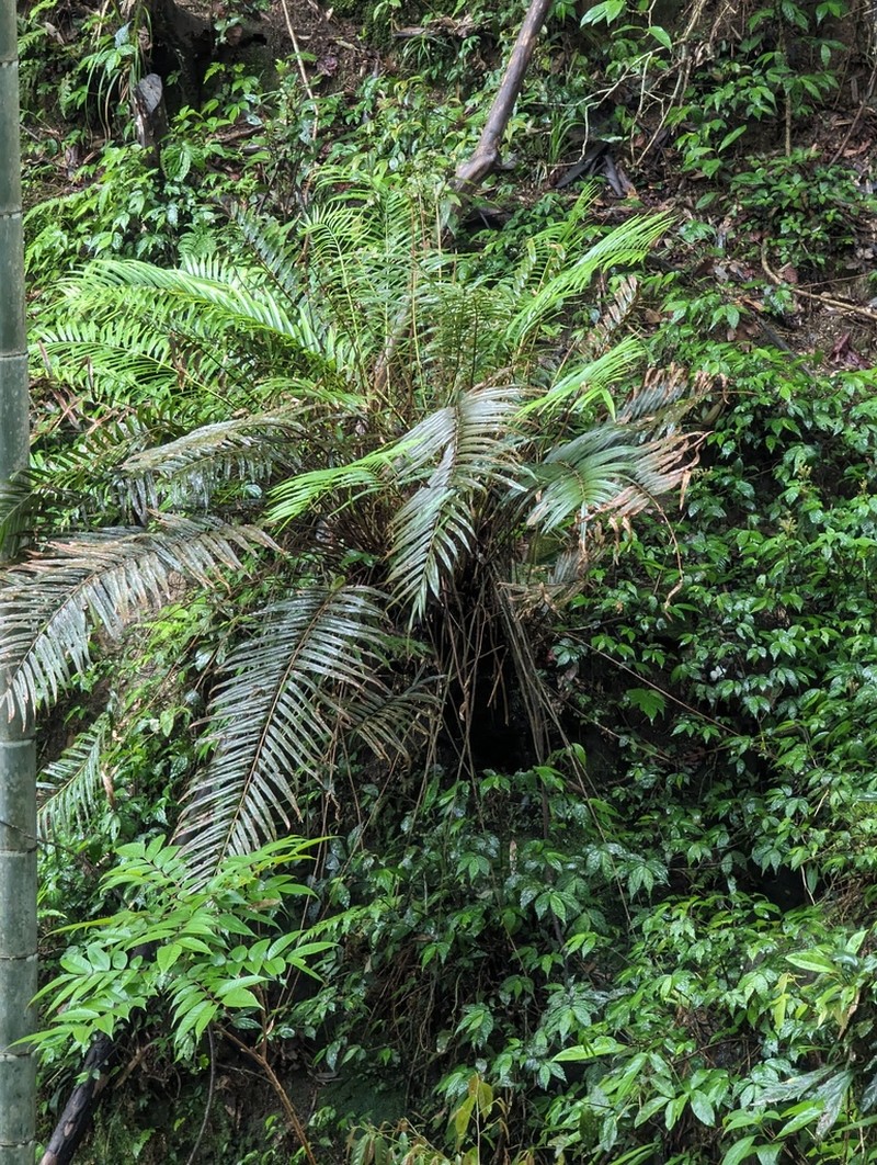 Osmunda vachellii photo 8