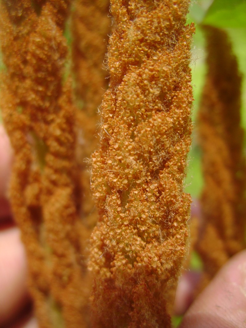 Cinnamon Fern photo 5