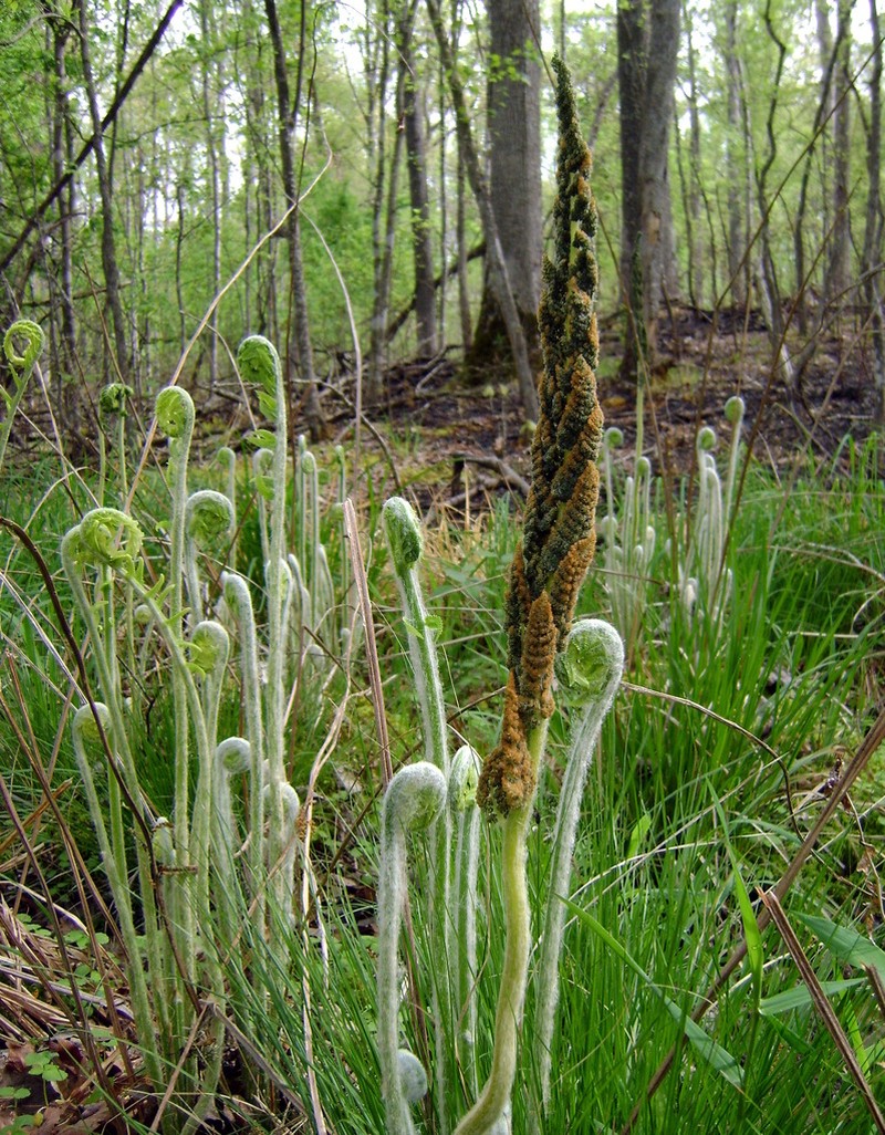 Cinnamon Fern photo 3
