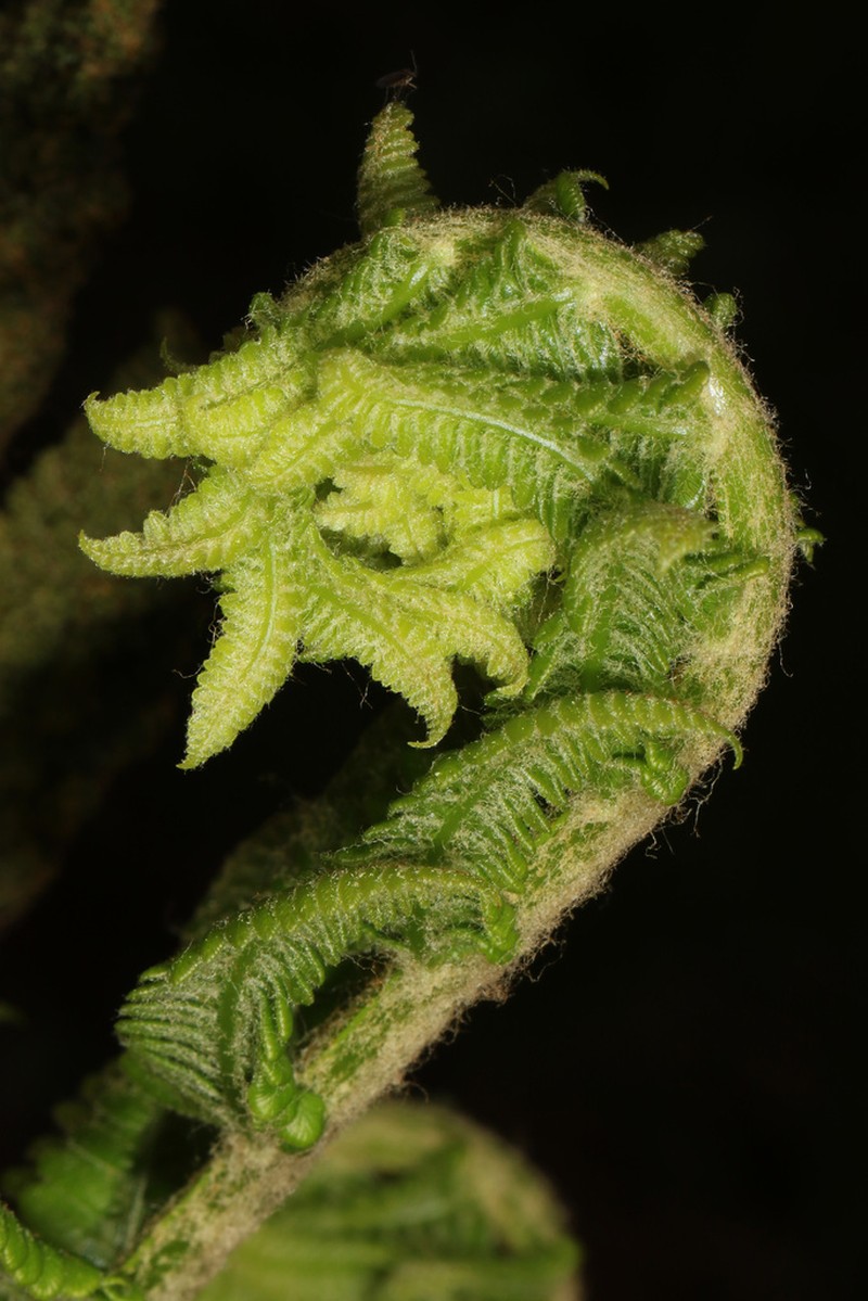 Cinnamon Fern photo 4