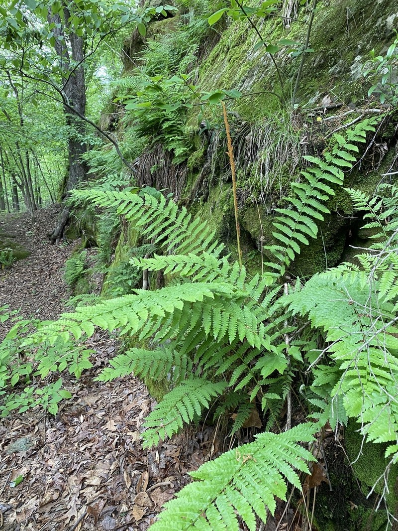 Cinnamon Fern photo 5