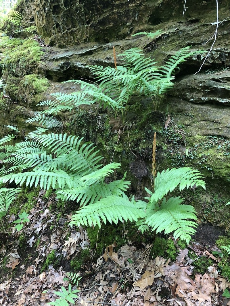 Cinnamon Fern photo 6