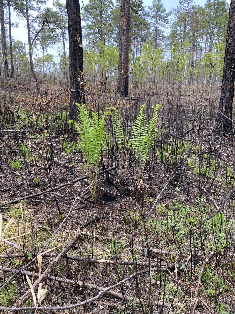 Cinnamon Fern photo 7