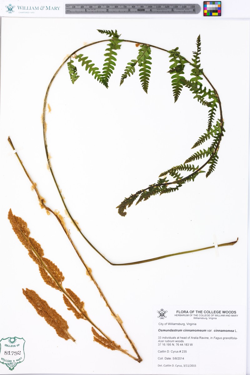 Osmundastrum cinnamomeum var. cinnamomeum