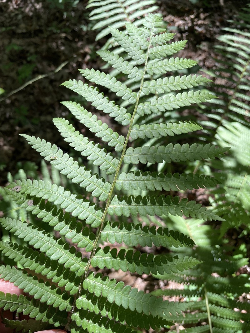 Osmundastrum cinnamomeum var. glandulosum