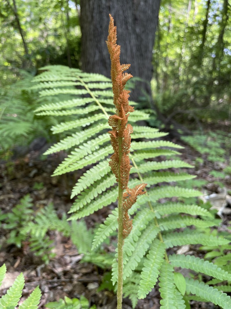Osmundastrum cinnamomeum var. glandulosum photo 2