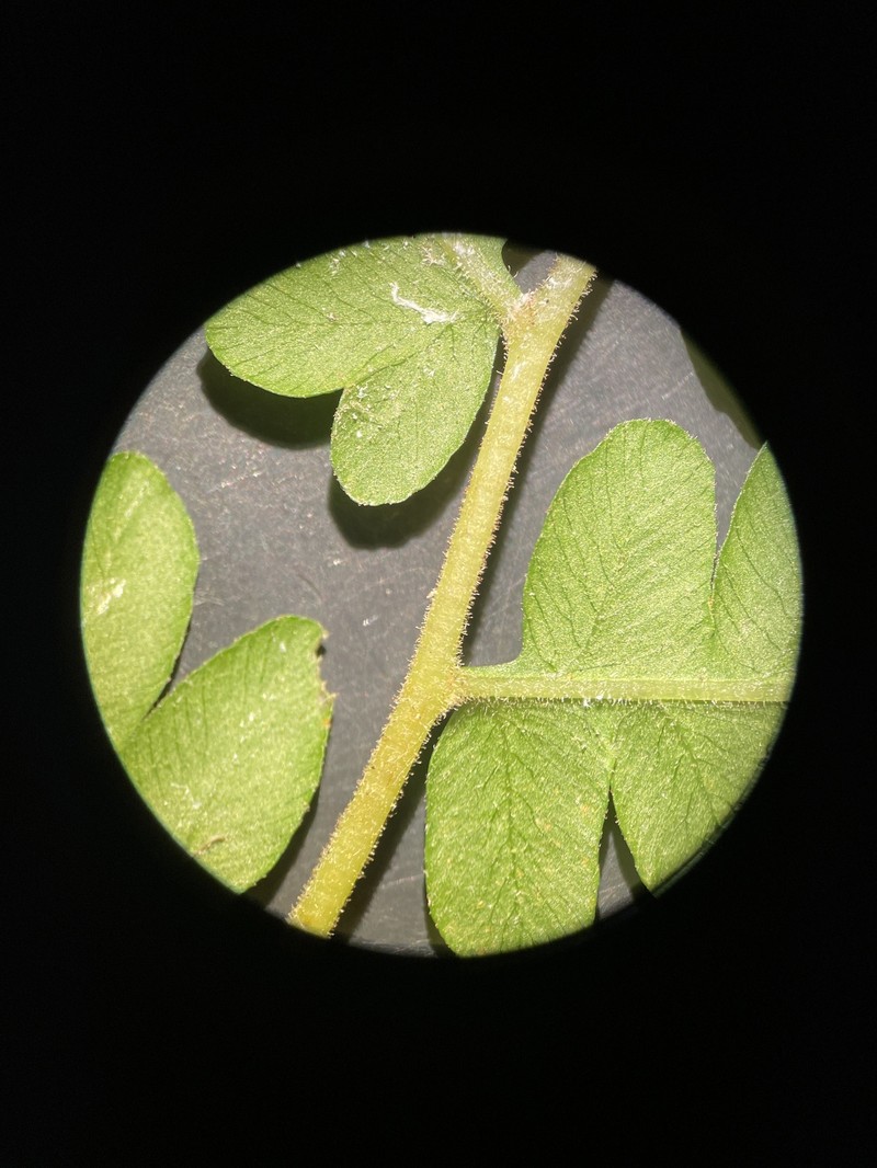 Osmundastrum cinnamomeum var. glandulosum photo 3