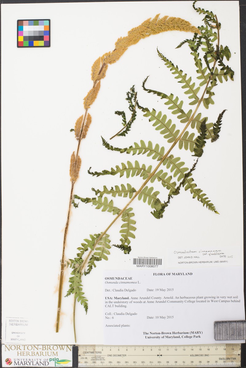 Osmundastrum cinnamomeum var. glandulosum photo 5