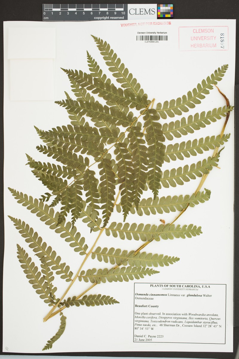 Osmundastrum cinnamomeum var. glandulosum photo 6
