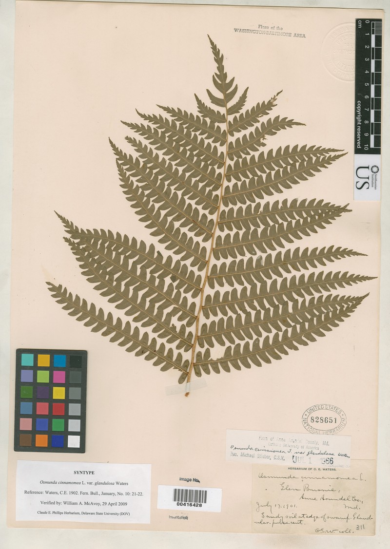 Osmundastrum cinnamomeum var. glandulosum photo 7