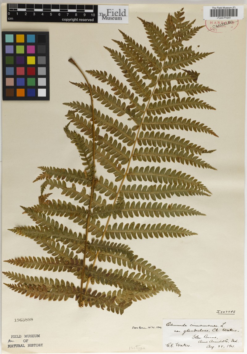 Osmundastrum cinnamomeum var. glandulosum photo 8