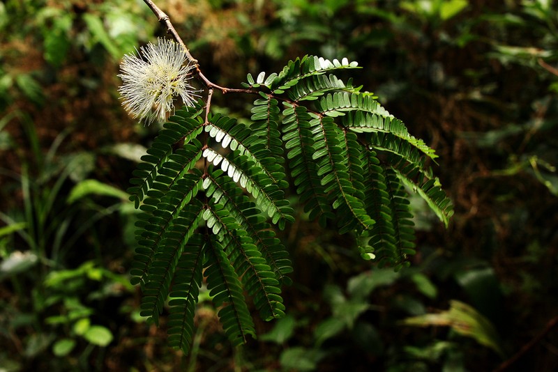 Osodendron altissimum photo 3
