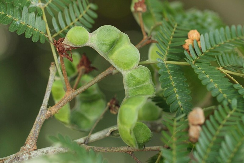 Osodendron altissimum photo 4