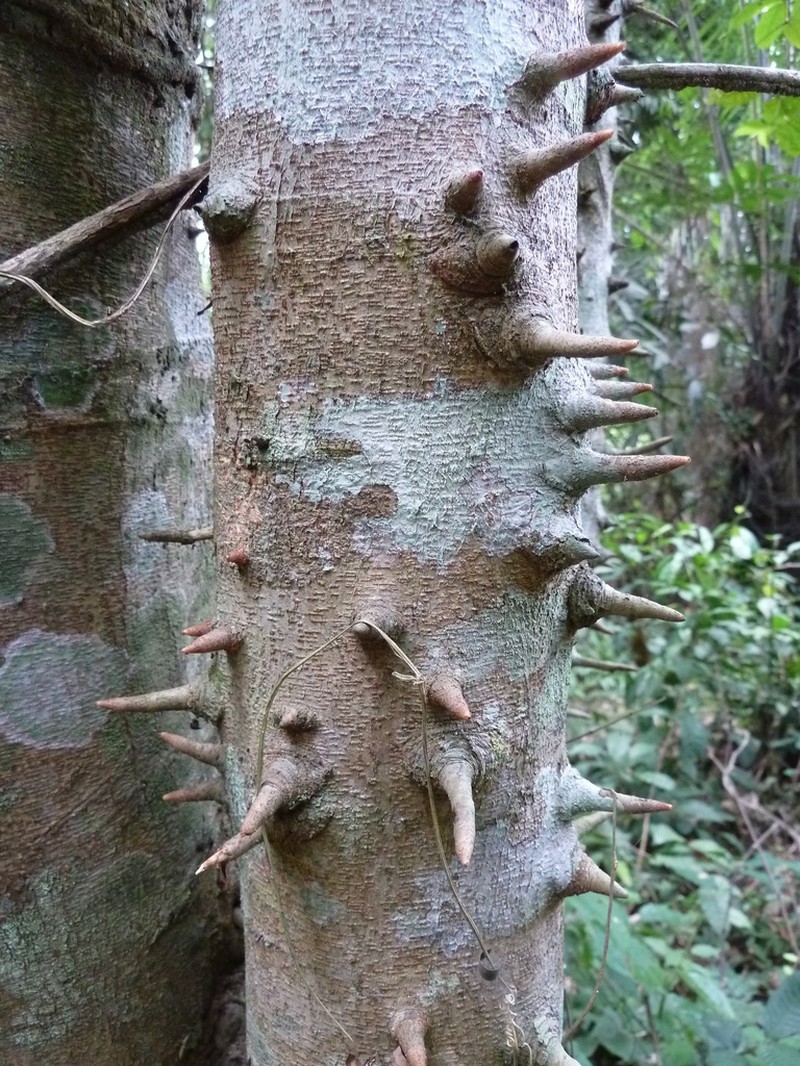 Osodendron altissimum photo 5