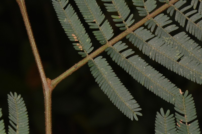 Osodendron altissimum photo 6