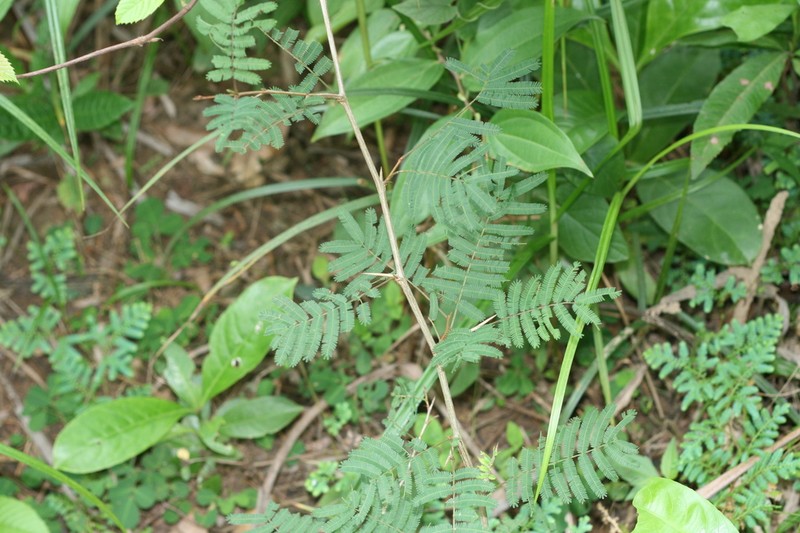 Osodendron altissimum photo 7