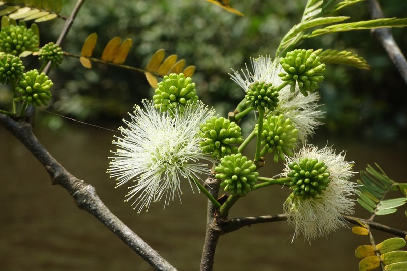Osodendron altissimum photo 8