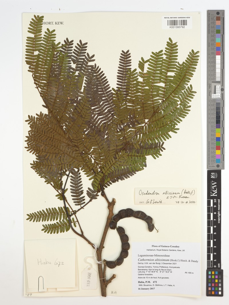 Osodendron altissimum subsp. altissimum