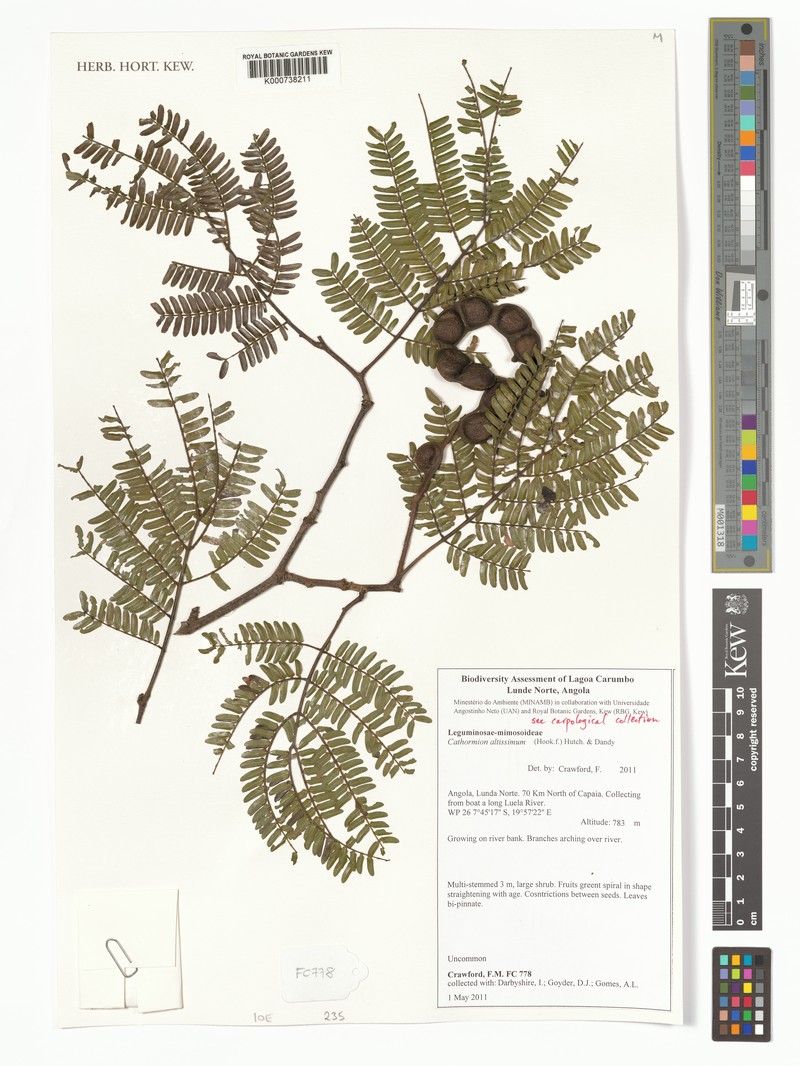 Osodendron altissimum subsp. altissimum photo 3