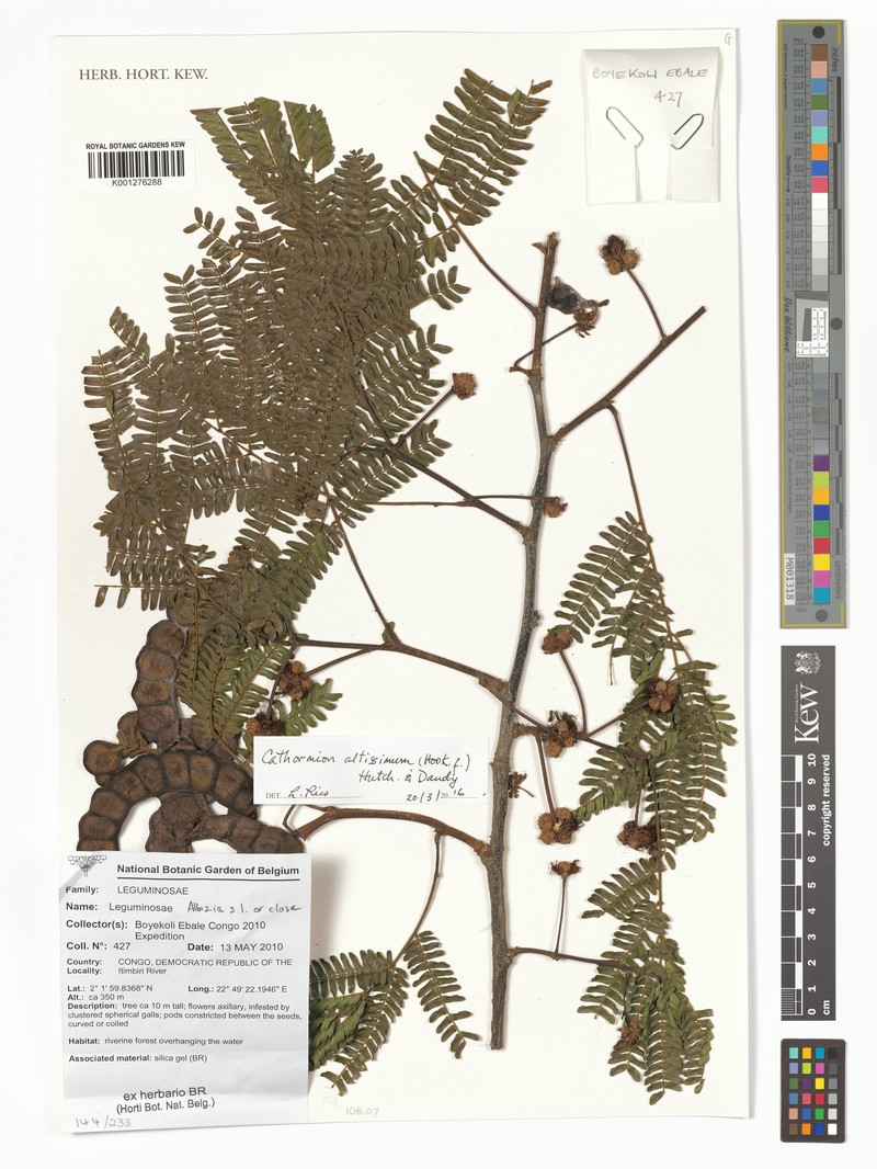 Osodendron altissimum subsp. altissimum photo 4