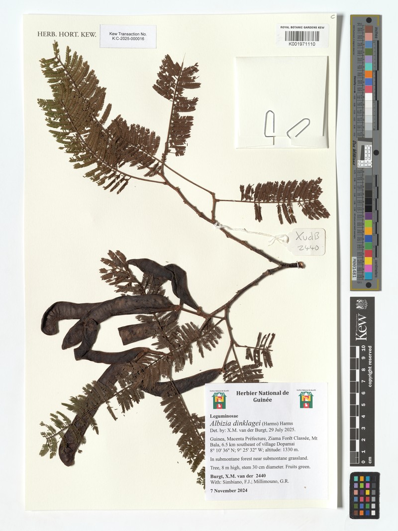 Osodendron dinklagei