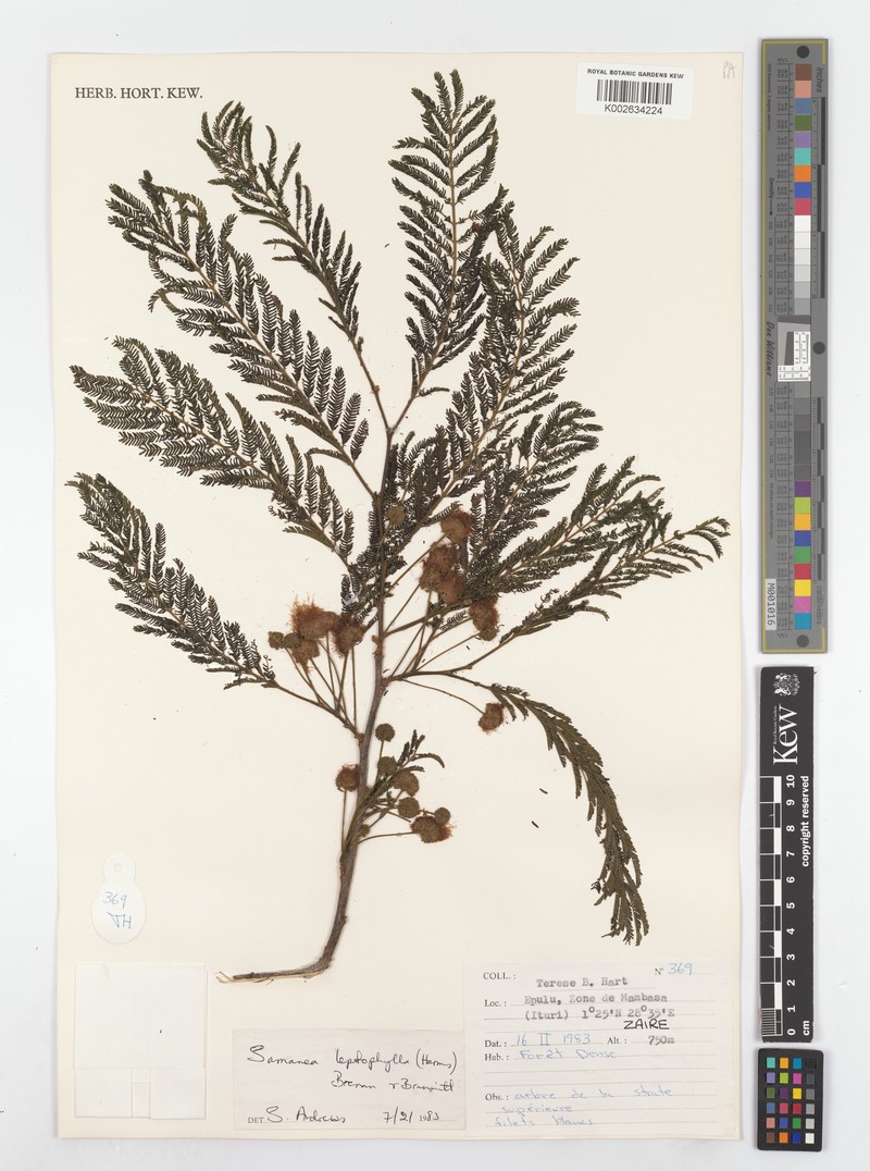 Osodendron leptophyllum photo 3