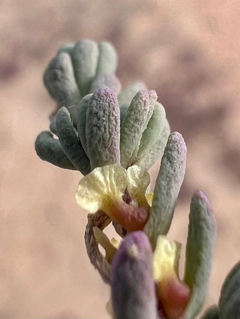 Osteocarpum acropterum var. acropterum photo 2