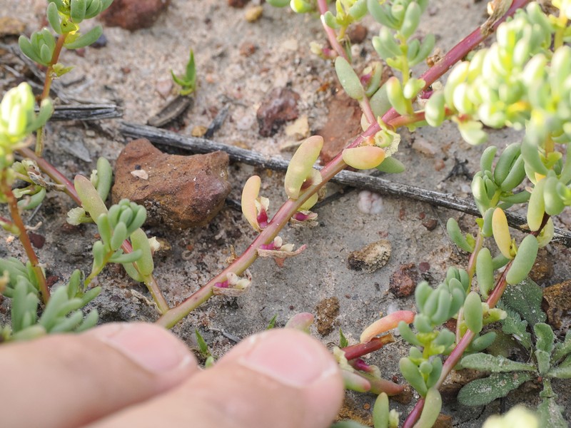 Osteocarpum acropterum var. acropterum photo 4
