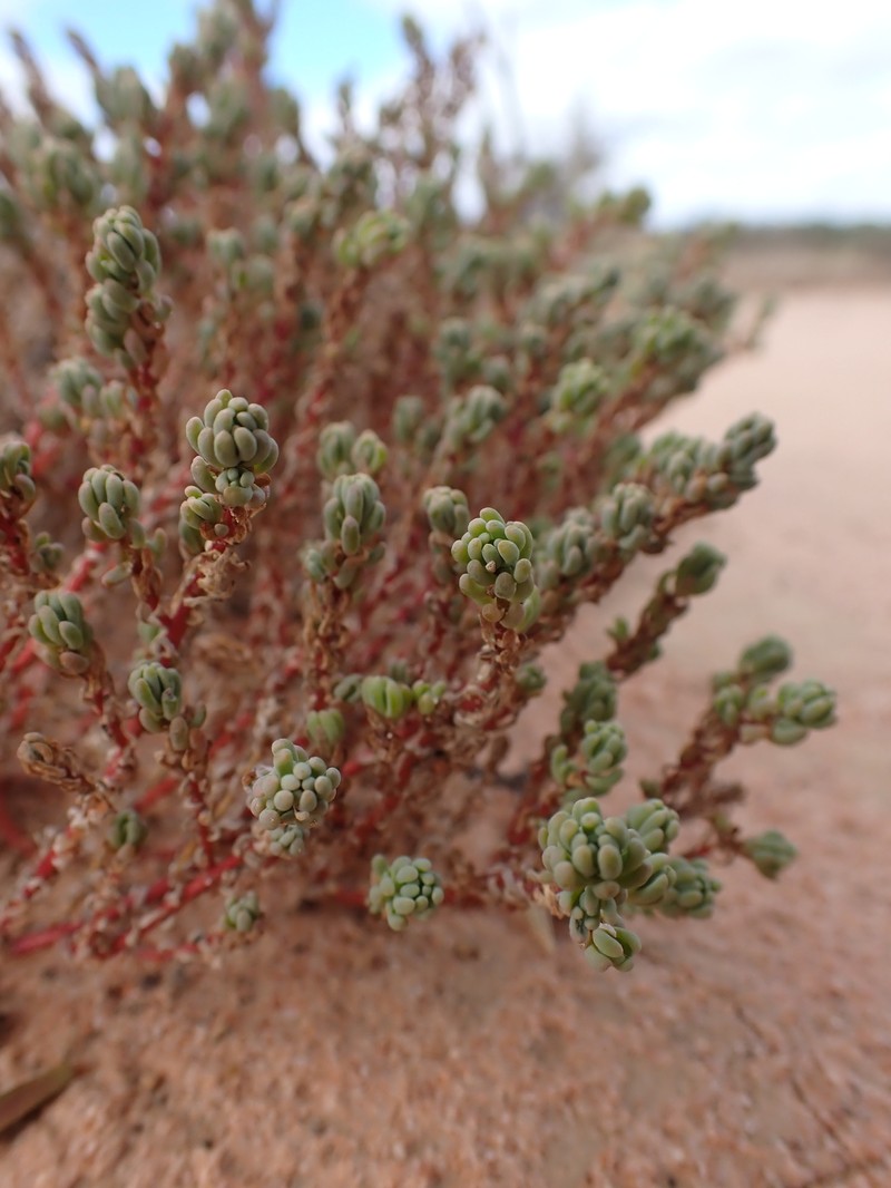 Osteocarpum acropterum var. deminutum