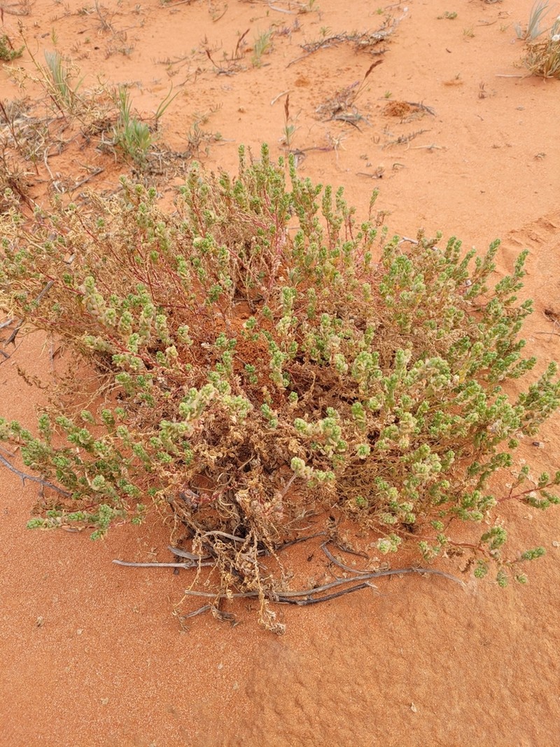 Osteocarpum dipterocarpum