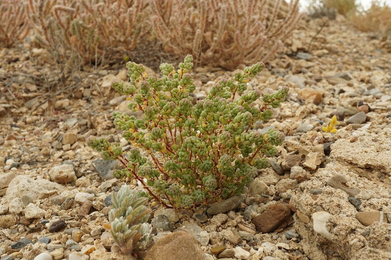Osteocarpum dipterocarpum photo 2