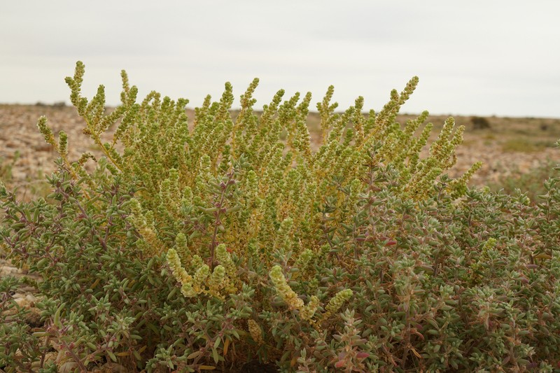 Osteocarpum dipterocarpum photo 3
