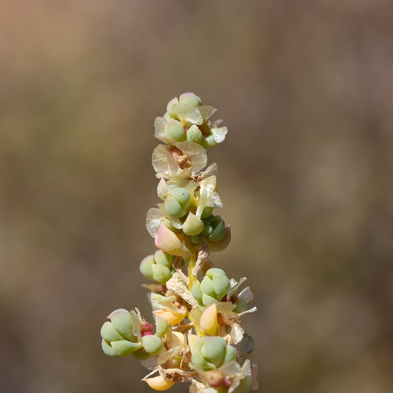 Osteocarpum dipterocarpum photo 4
