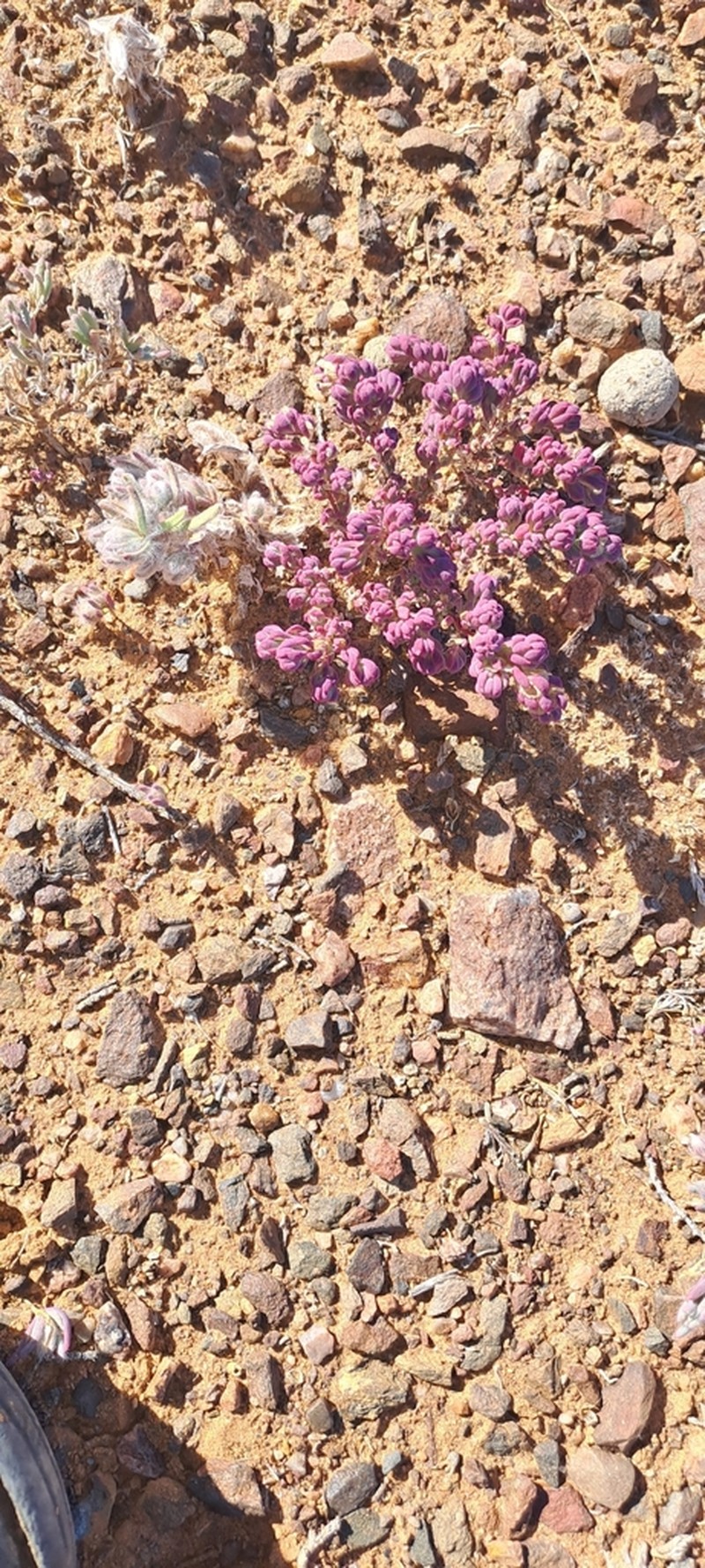 Osteocarpum dipterocarpum photo 5