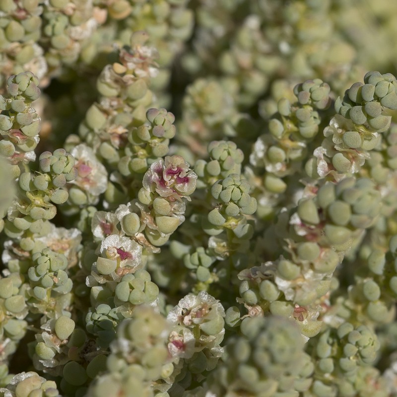 Osteocarpum dipterocarpum photo 6