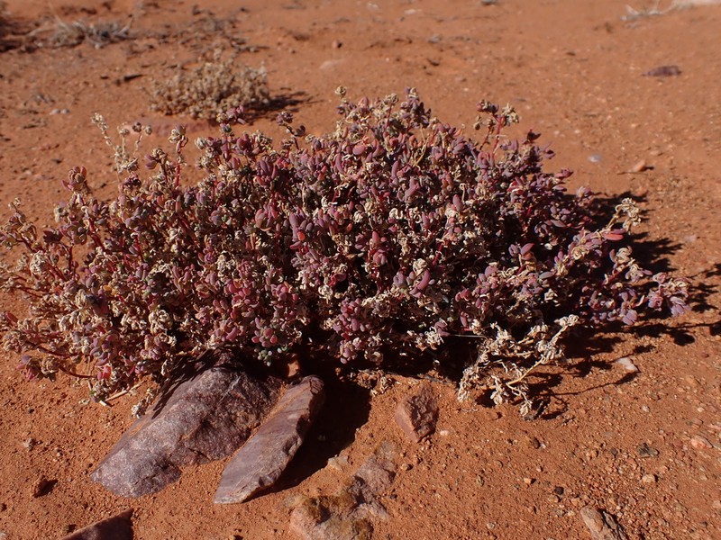 Osteocarpum dipterocarpum photo 7